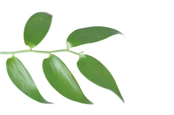Гілка зеленого листя — стокове фото