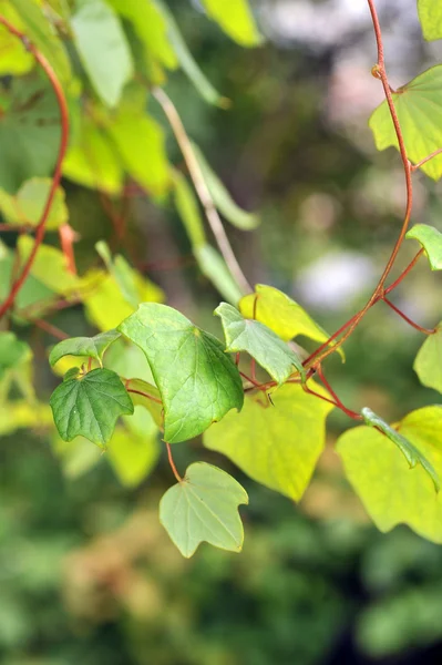 stock image Fresh colorful leaves