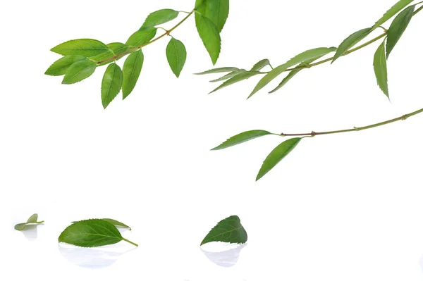 Зеленые листья на веточке — стоковое фото