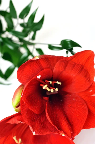 Bouquet d'amaryllis rouge — Photo
