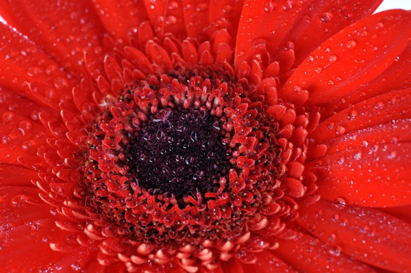Red gerbera close up — Stock Photo, Image