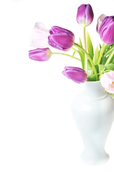 Lila és rózsaszín tulipánok — Stock Fotó