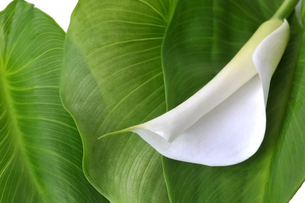 Calla-Lilie und grüne Blätter — Stockfoto