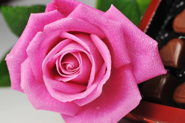 チョコレートとピンクのバラ — ストック写真