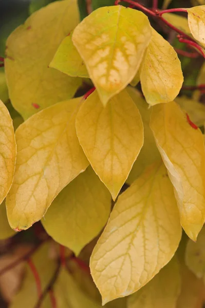 Νωπά και πολύχρωμα φύλλα — Φωτογραφία Αρχείου