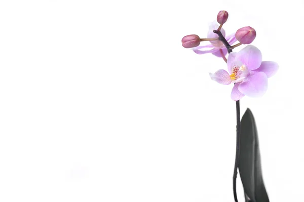 Flores de orquídea hermosa aislada —  Fotos de Stock