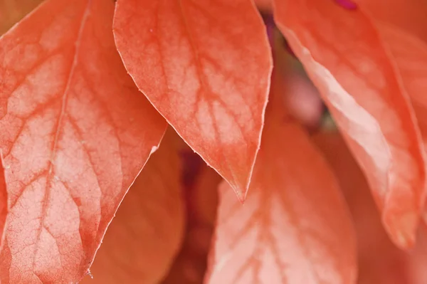 stock image Fresh colorful leaves