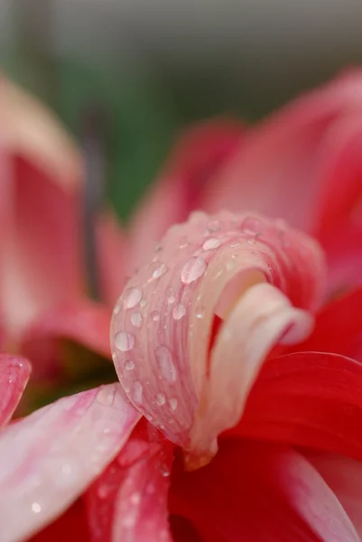 stock image Drops on petals