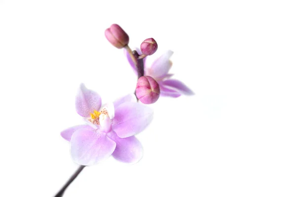 Květiny krásnou orchidej, samostatný — Stock fotografie