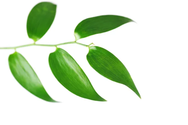 Zweig der grünen Blätter — Stockfoto