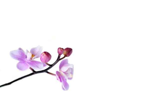 Bloemen van prachtige orchid geïsoleerd — Stockfoto