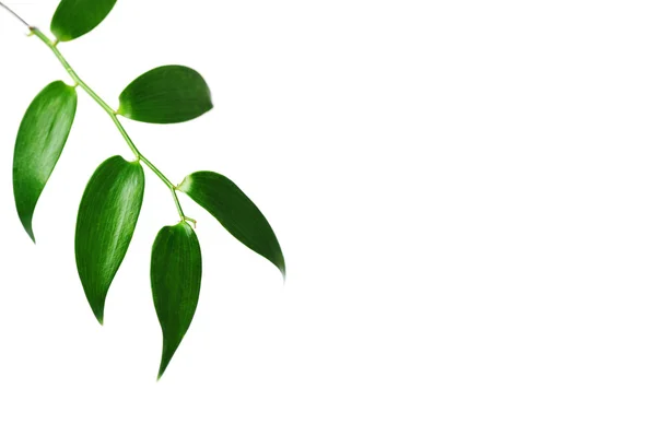 Гілка зеленого листя — стокове фото
