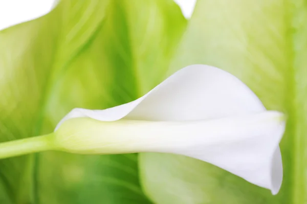 Bílá lilie — Stock fotografie