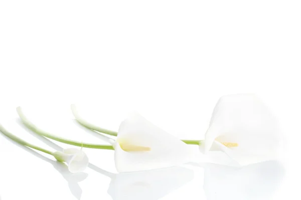 Tři bílé lilie calla — Stock fotografie