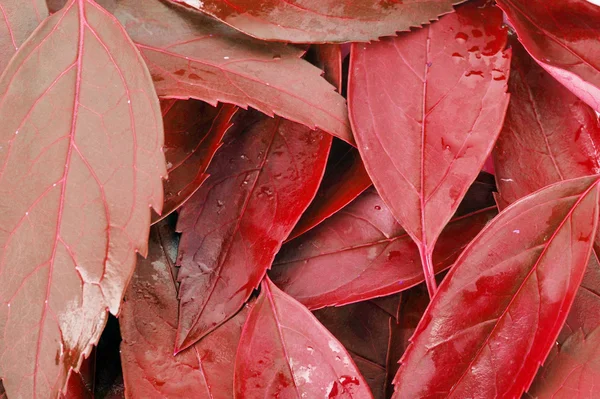 Κόκκινα φύλλα — Φωτογραφία Αρχείου
