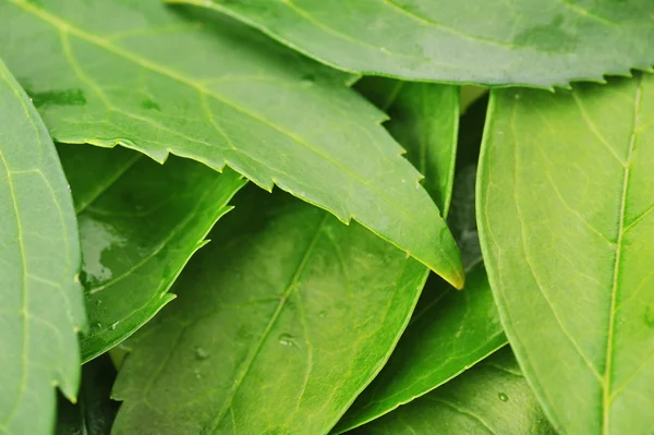 Zielone liście bardzo bliska — Zdjęcie stockowe