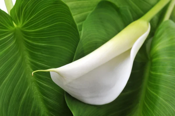 stock image White calla lily