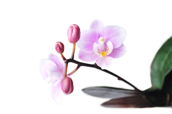 Квіти красивої орхідеї ізольовані — стокове фото