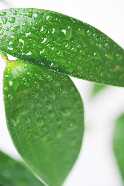 Leaf with water drop — Stock Photo, Image