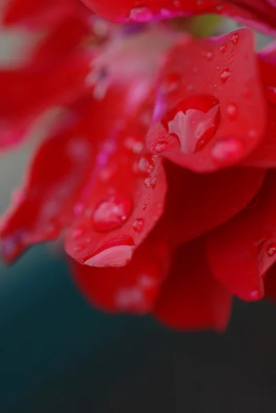 Drops on petals — Stock Photo, Image