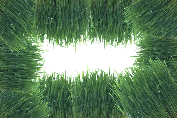 Фон, сделанный из травы — стоковое фото
