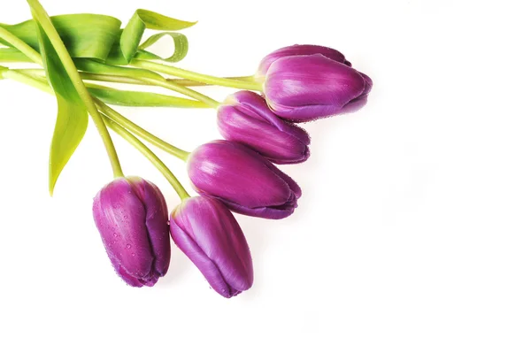 stock image Violet tulips