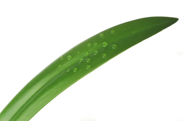 Ярко-зелёный лист — стоковое фото