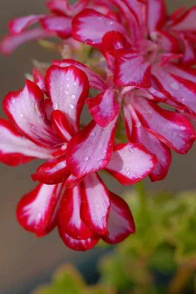 Маленькие красивые цветы — стоковое фото