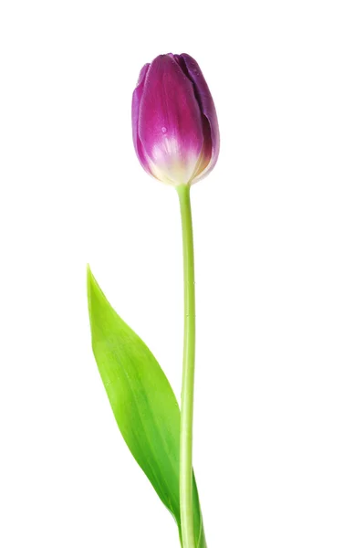 Tulipan fioletowy — Zdjęcie stockowe