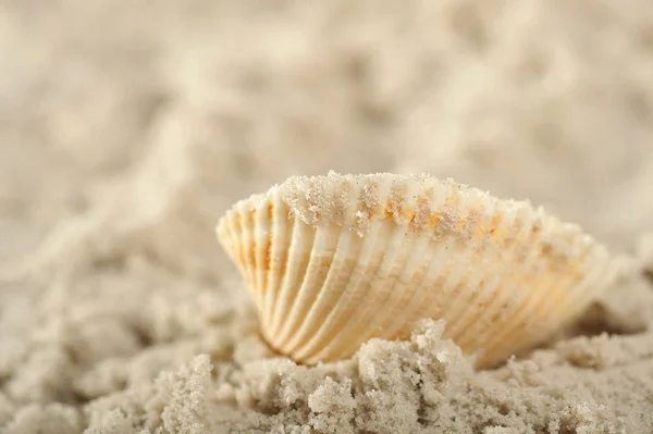Cockleshells and sand Royalty Free Stock Images