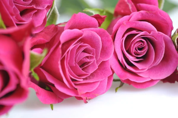 Róża makro Zdjęcia Stockowe bez tantiem