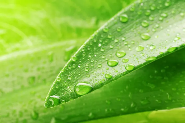 Green leaf and water drop Royalty Free Stock Photos
