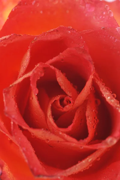 Beautiful rose Royalty Free Stock Images
