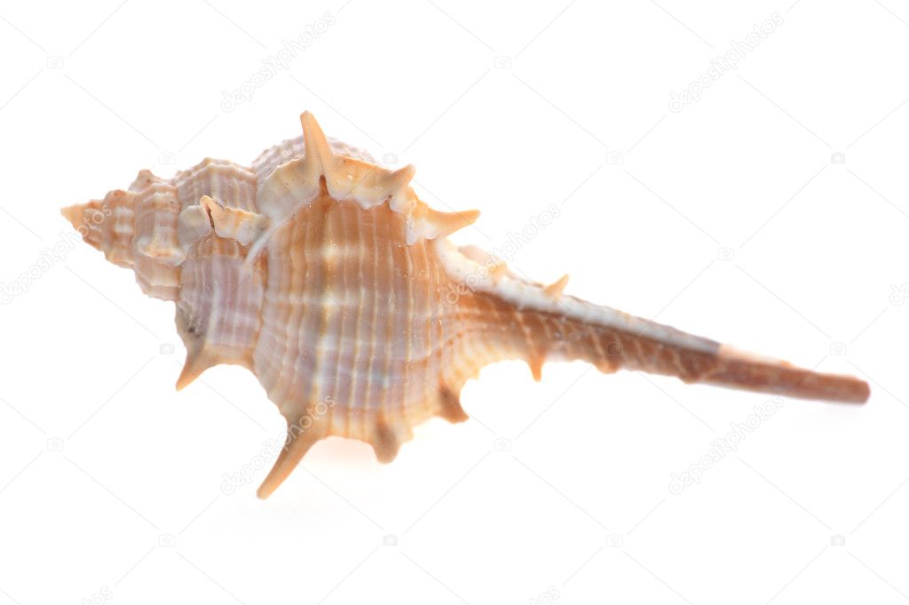 Sea shell close up isolated on white