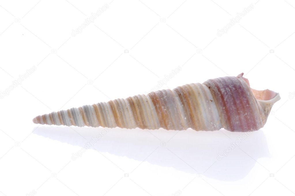 Sea cockleshell lies on white