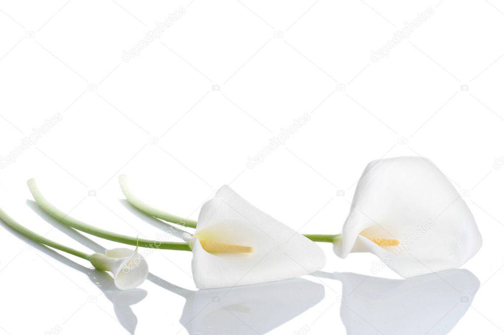 Three white calla lilies