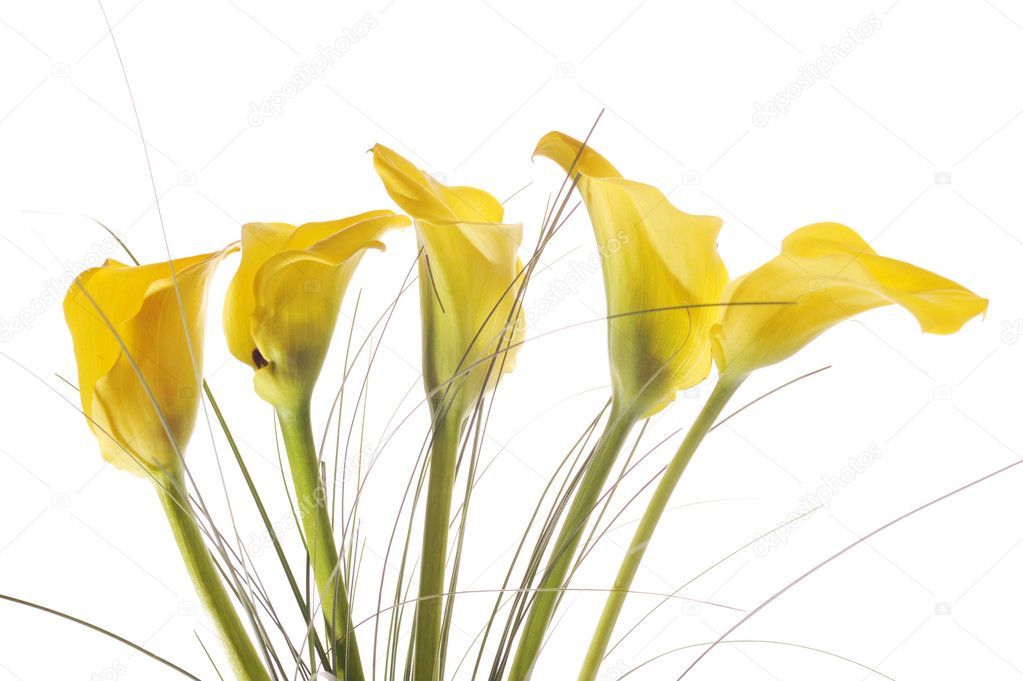 five yellow calla lilies |图库照片08denis tabler#2649583
