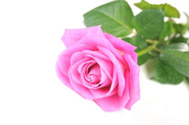 pembe Gül