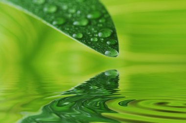 Green leaf with water drops clipart