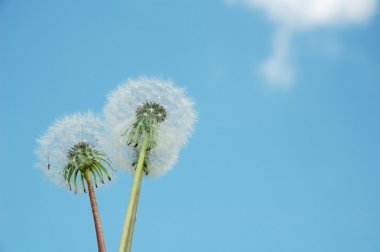 gökyüzü arka planda sowthistle