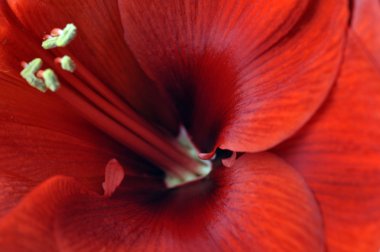 Amaryllis çiçek