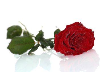 Red rose close up clipart