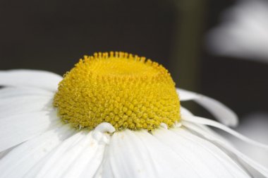 Chamomile in the field close up clipart
