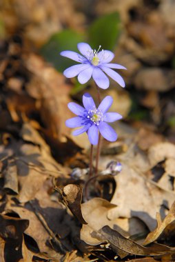 Mavi bahar çiçeği