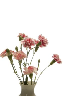 Tribute of carnations clipart