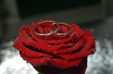 Red rose with rings clipart