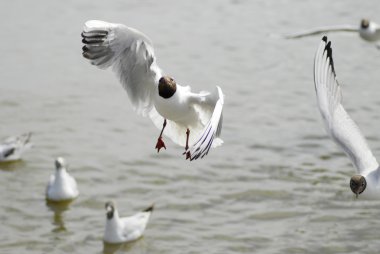 Seagull flying clipart