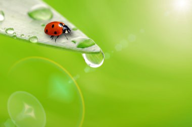 Bright green leaf with ladybug and water drop clipart