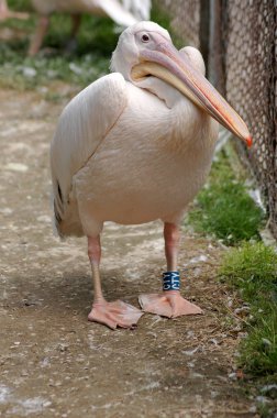 Pelican yolu üzerinde