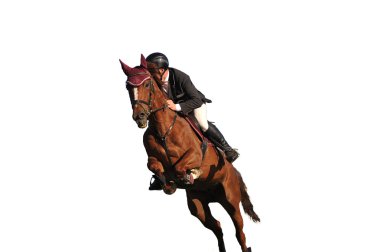 Brown beautiful horse clipart